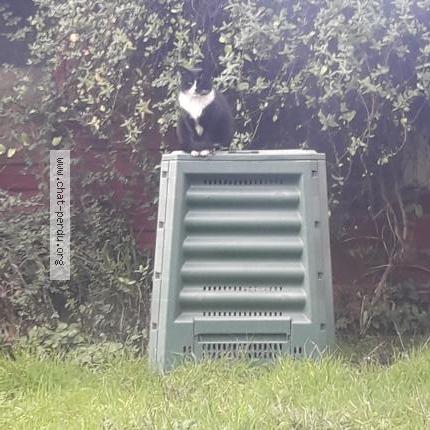 Foto 1/1 Gato encontrado Perdido en Sevran