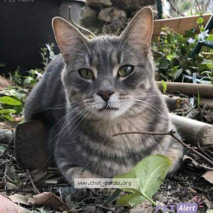 Foto 1/1 Mo&iuml;se Chat perdido en Flassans sur issole