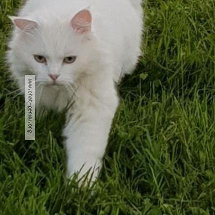 Foto 1/1 Django Chat perdido en Lamothe capdeville