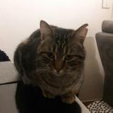 Foto del gato perdido en Le Rove