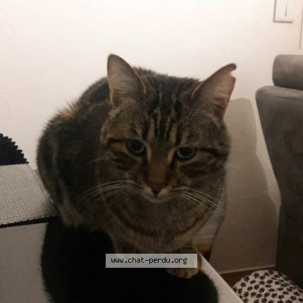 Foto 1/1 Petit frère Chat perdido en Le rove
