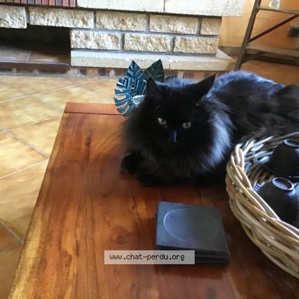 Foto 1/4 Berlioz Chat perdido en Joue les tours