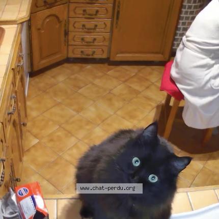 Foto 3/4 Berlioz Chat perdido en Joue les tours