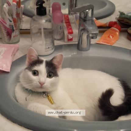 Foto 1/3 MINOUCHETTE Chat perdido en Marseille