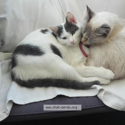 Foto 2/3 MINOUCHETTE Chat perdido en Marseille