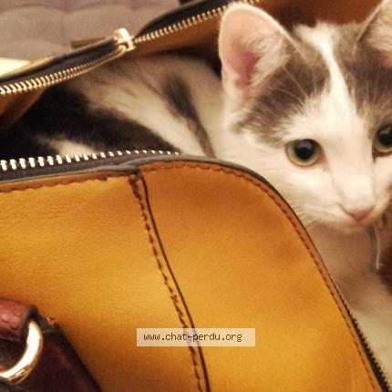 Foto 3/3 MINOUCHETTE Chat perdido en Marseille