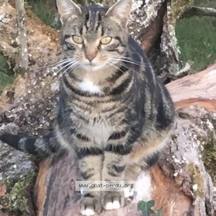Foto 1/1 Tempête Chat perdido en Le pont de beauvoisin
