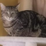 Foto del gato perdido en Valbonne