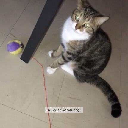 Foto 1/1 Mia Chat perdido en Nantes