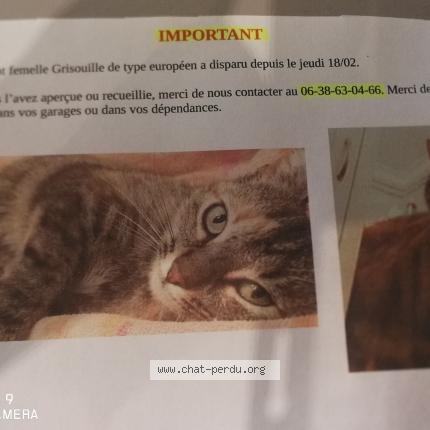 Foto 1/1 Grisouille Chat perdido en Saint pourcain sur sioule