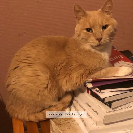 Foto 1/1 Ma nounou Chat perdido en Roubaix