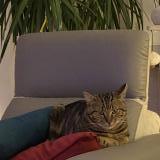 Foto del gato perdido en Domgermain