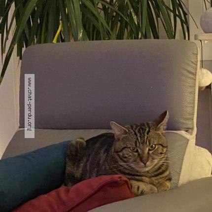 Foto 1/1 Titounet Chat perdido en Domgermain