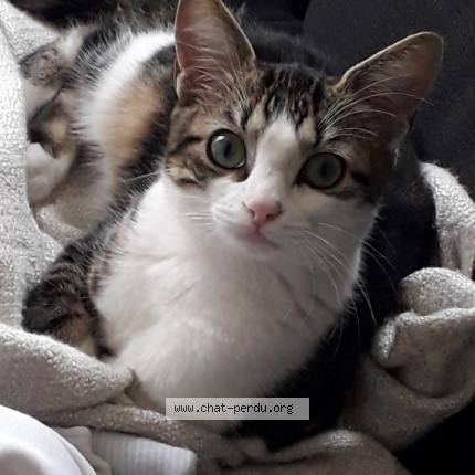 Foto 1/1 Pépite Chat perdido en Namps maisnil