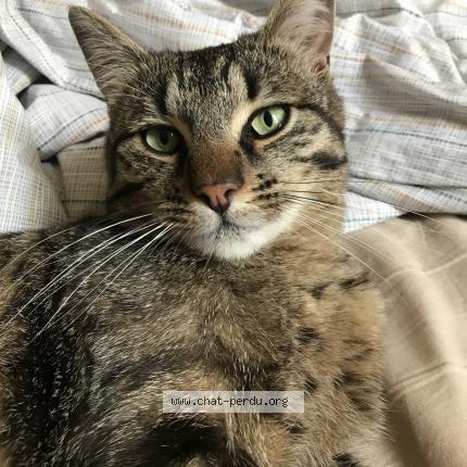 Foto 1/1 Balthazar Chat perdido en Bron