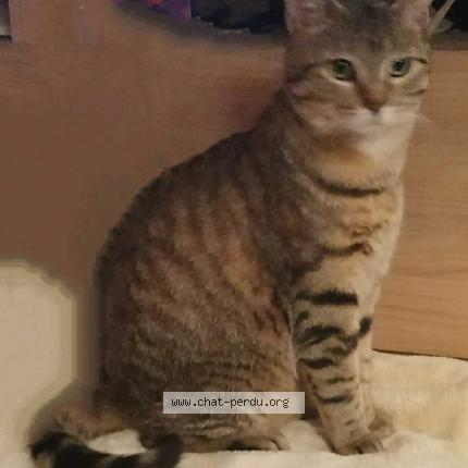 Foto 1/1 Rasta Chat perdido en Courpiere