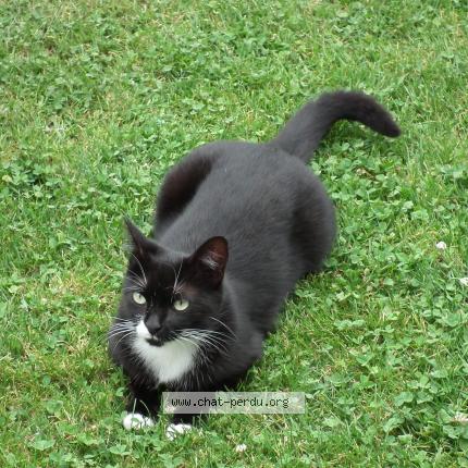 Foto 1/1 LILI Chat perdido en Anglet