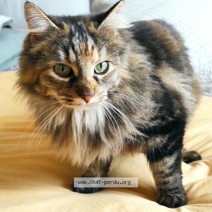 Foto 1/1 Neptune Chat perdido en Grisolles