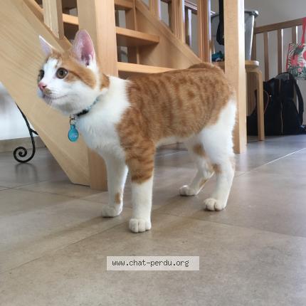 Foto 1/1 Nalu Chat perdido en Vieux waleffe