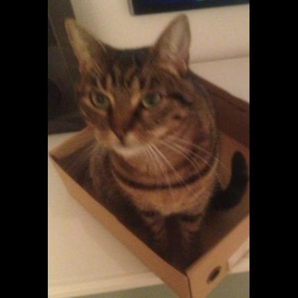 Foto 1/1 Zoé Chat perdido en Meschers