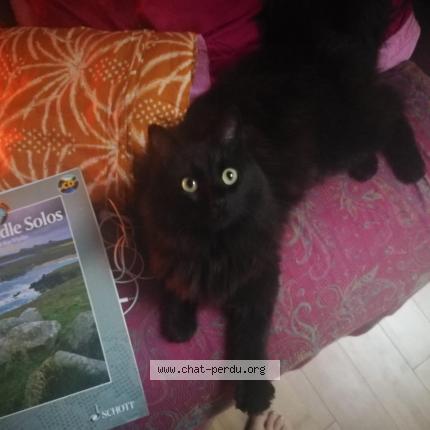 Foto 1/1 Mona Chat perdido en Montreuil