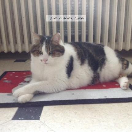 Foto 1/1 Toumou Chat perdido en Les mesnuls