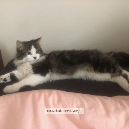 Foto 1/1 chaussette Chat perdido en Chapet