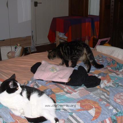 Foto 1/1 Chanelle Chat perdido en Semussac