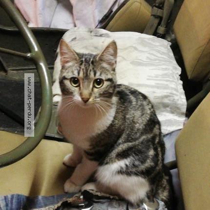 Foto 1/1 Ruby Chat perdido en Maisons alfort