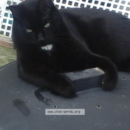 Foto 1/1 charli Chat perdido en Lau balagnas