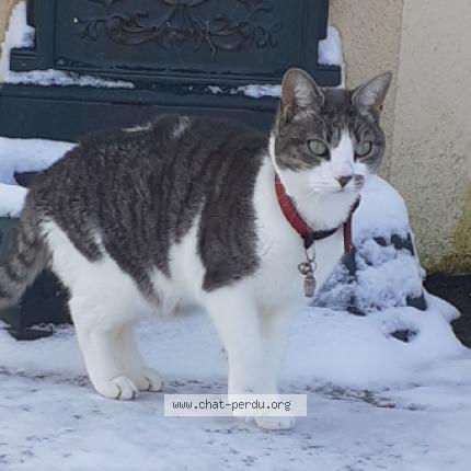 Foto 1/1 FRIPOUILLE Chat perdido en Lancieux