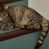 Foto del gato perdido en Guitres