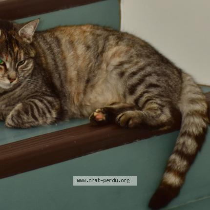 Foto 1/2 Nousha Chat perdido en Guitres