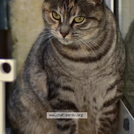 Foto 2/2 Nousha Chat perdido en Guitres