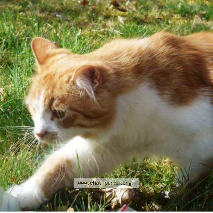 Foto 1/1 Gypsy Chat perdido en Neris les bains