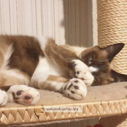 Foto 1/1 Melo Chat perdido en Boussay