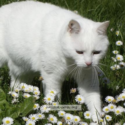 Foto 1/1 Lutin Chat perdido en Annet sur marne