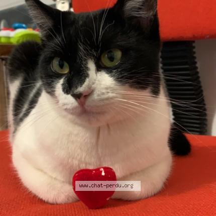 Foto 1/1 Rhapsodie Chat perdido en Noiremont