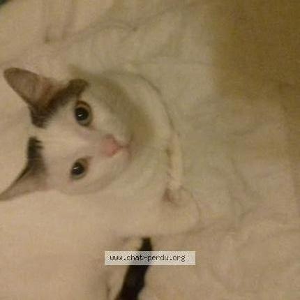 Foto 1/1 Gandhi Chat perdido en Lille moulins