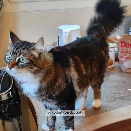 Foto 1/1 Choupette Chat perdido en Bandol