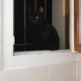 Foto del gato perdido en Annecy Le Vieux