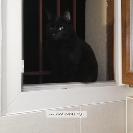 Foto 1/1 POLIA Chat perdido en Annecy le vieux