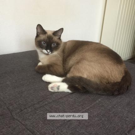 Foto 1/1 Nina Chat perdido en Mont de marsan