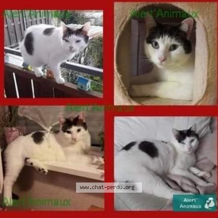Foto 1/1 PEARL Chat perdido en Belbeuf