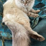 Foto del gato perdido en Theix