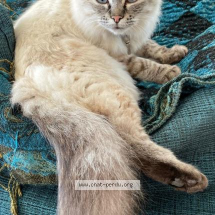 Foto 1/1 MISTIE Chat perdido en Theix