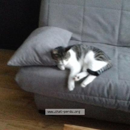 Foto 1/1 Mila Chat perdido en Bruille saint amand