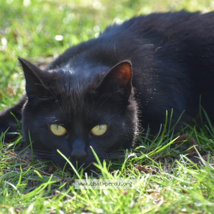 Foto 1/1 Venus Chat perdido en Bourbourg