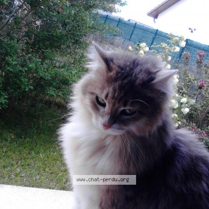 Foto 1/1 griotte Chat perdido en Cessieu