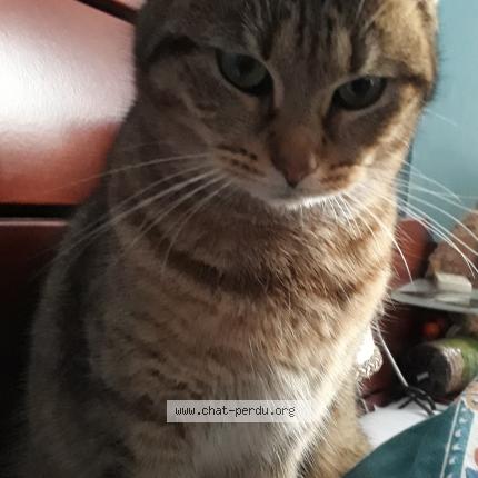 Foto 1/1 Jambiani n'est tjs pas rentrée Chat perdido en Grivegnee